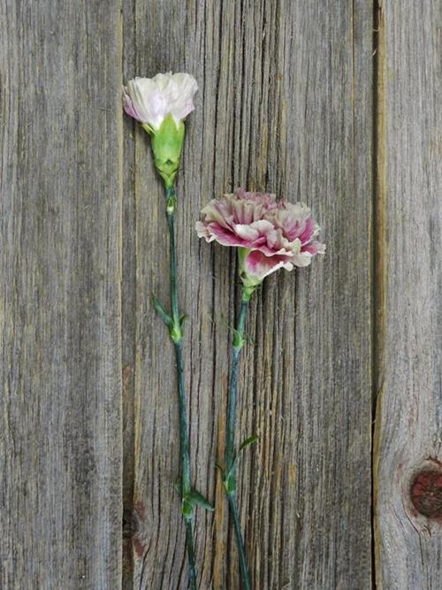 ANTIQUA BI-COLOR LAVENDER/CREAM CARNATIONS